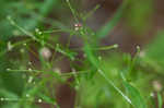 Arkansas bedstraw